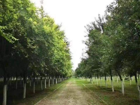 大兴区造林种植了30多万亩，野生动物，增加到近200种