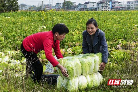 永州东安县500亩无公害大白菜喜迎大丰收