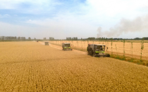 奔跑的三夏丨河南省小麦机收大面积展开 中联重科农机护航“麦”向丰收